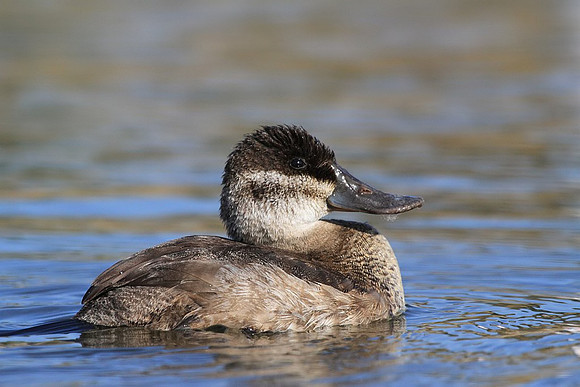 Ruddy Duck