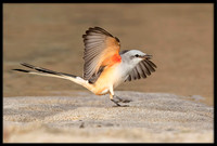 Scissor-tail Flycatcher