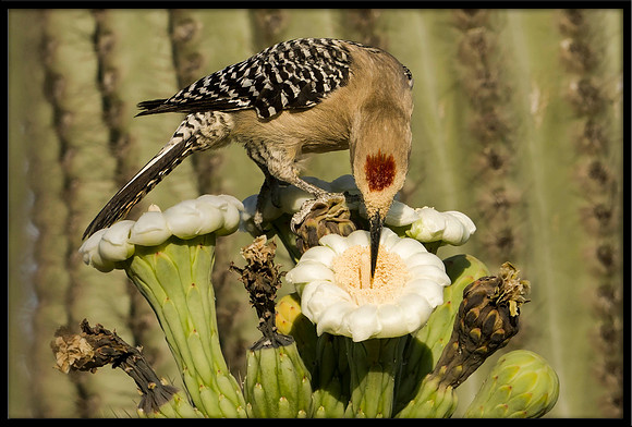 Gila Woodpecker eating nectar from cactus flower