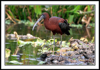 Glossy Ibis