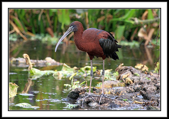Glossy Ibis