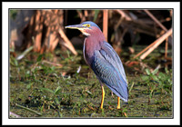 Green Heron