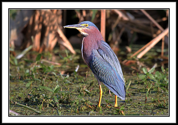 Green Heron