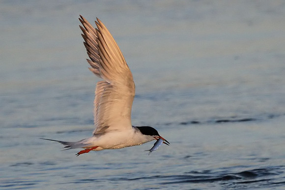 Tern with fish