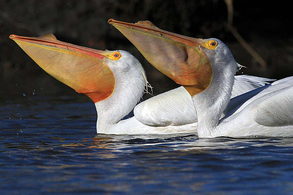 Pelican Duo