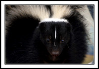 Striped Skunk