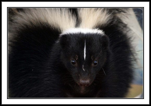 Striped Skunk