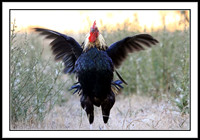 Red Junglefowl