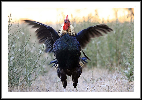 Red Junglefowl