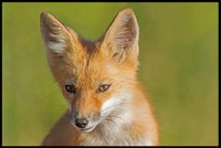 Red Fox