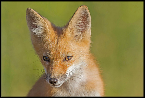 Red Fox