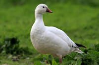 Ross's Goose