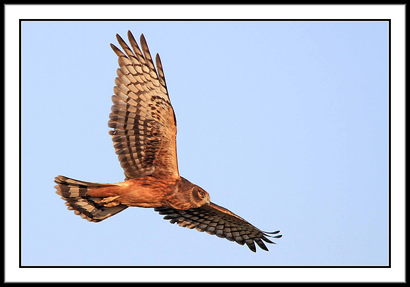 Northern Harrier (juvenile)