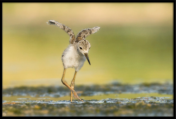 Black-necked Stilt chick