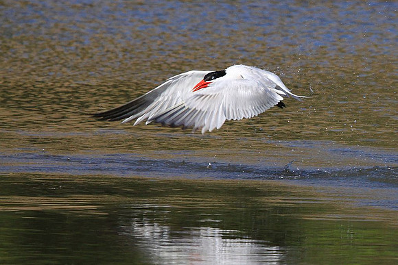 Forster's Tern