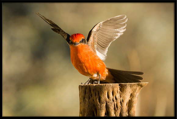 Vermilion Flycatcher