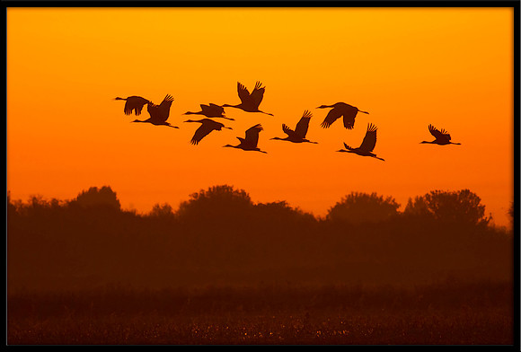 Sandhill Cranes fly off at sunrise