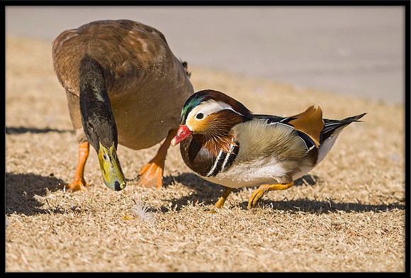 Mandarin Duck with best friend Khaki-Campbell Mallard Duck