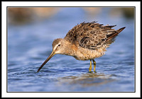 Dowitcher