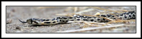 Baby Rattlesnake