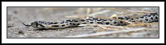 Baby Rattlesnake