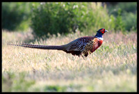Pheasant