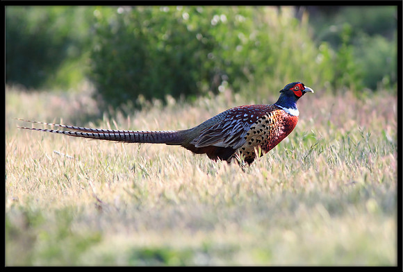 Pheasant