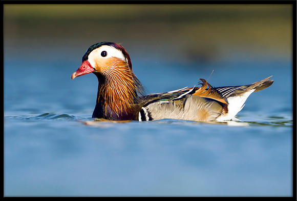 Mandarin Duck