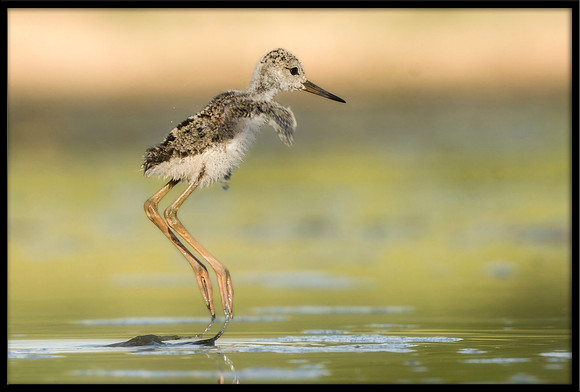 Black-necked Stilt chick