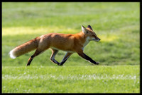 Red Fox