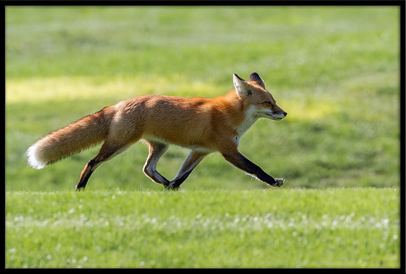 Red Fox