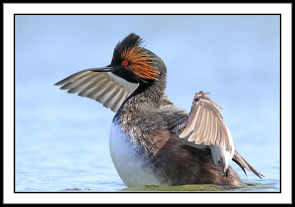 Eared Grebe