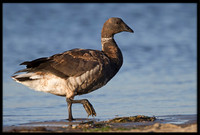 Brandt's Geese
