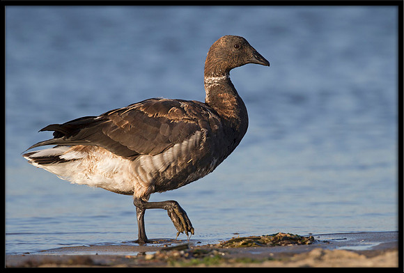 Brants Goose