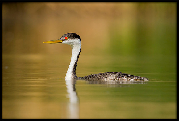 Western Grebe
