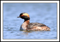 Horned Grebe