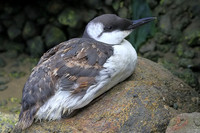 Common Murre