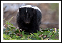 Striped Skunk