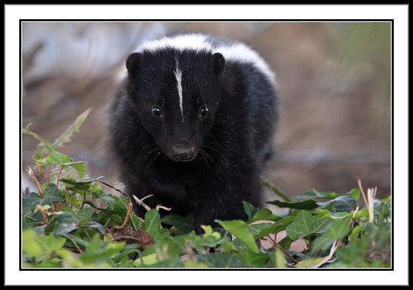 Striped Skunk