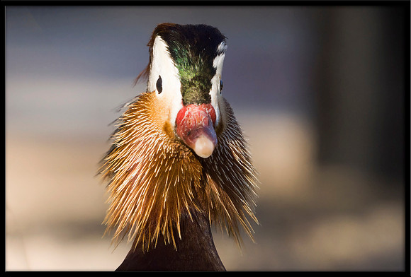 Mandarin Duck