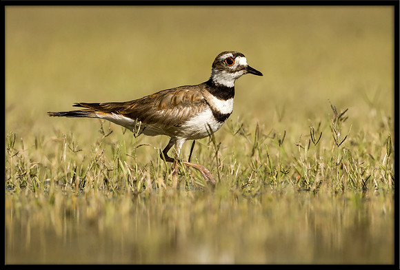 Killdeer