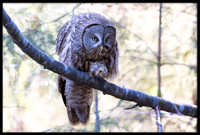 Great Grey Owl