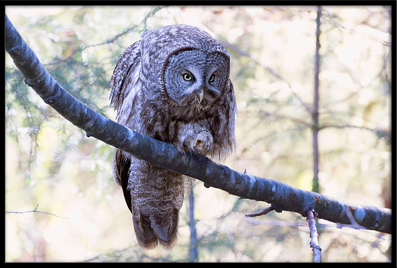 Great Grey Owl