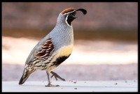 Gambel's Quail