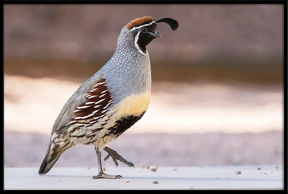 Gambel's Quail