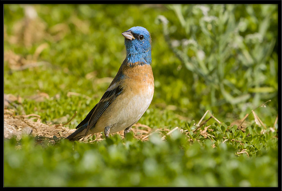 Lazuli Bunting