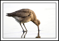 Willet