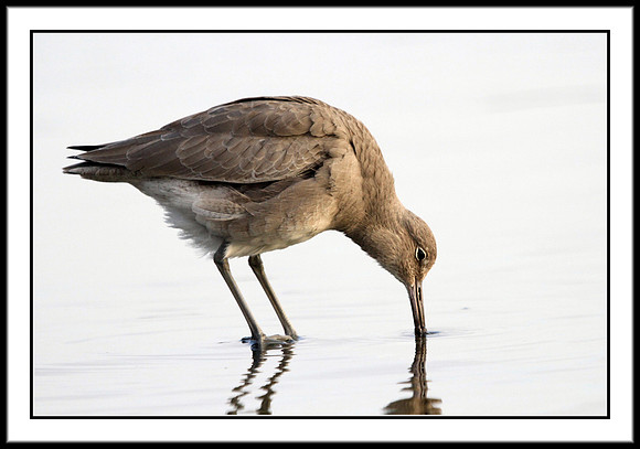 Willet