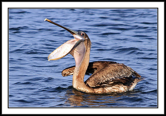 Brown Pelican