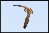 Lanner Falcon